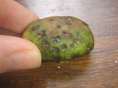 Anthocleista grandiflora