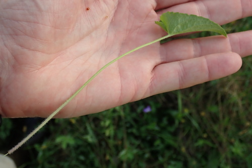Image of Viola grisea by (c) Rob Foster, some rights reserved (CC BY)
