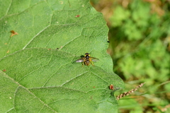 Sericomyia chrysotoxoides image