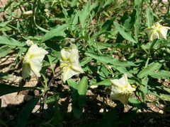 Chamaesaracha edwardsiana