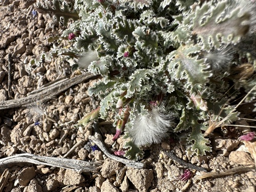 Image of Carveseed (Glyptopleura marginata) by (c) Matt Berger, some rights reserved (CC BY)
