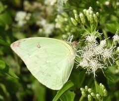 Aphrissa statira statira