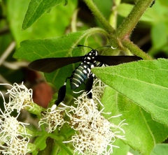 Horama plumipes