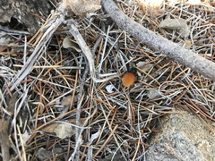 Dasymutilla magnifica