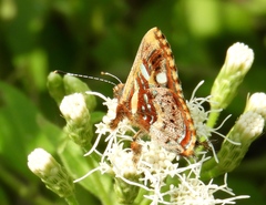 Anteros carausius carausius