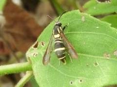 Aegerina