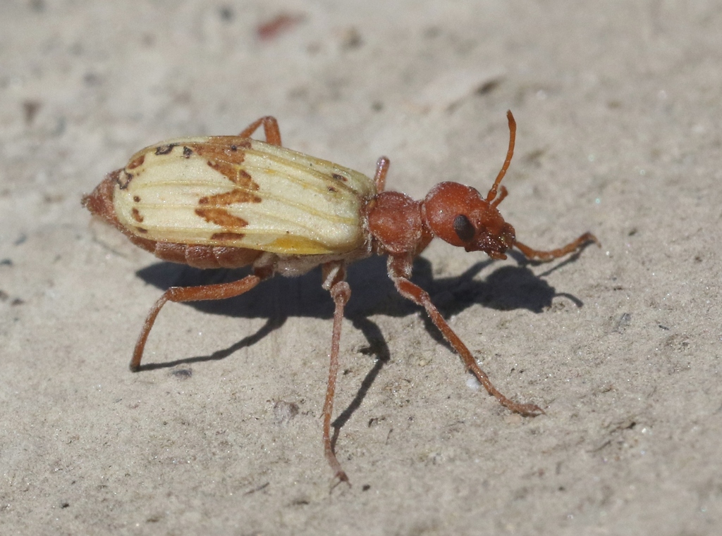 Pleuropasta mirabilis