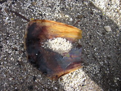 Pinnidae