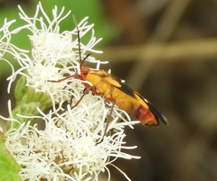 Oncopeltus guttaloides