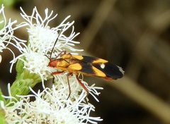 Oncopeltus guttaloides