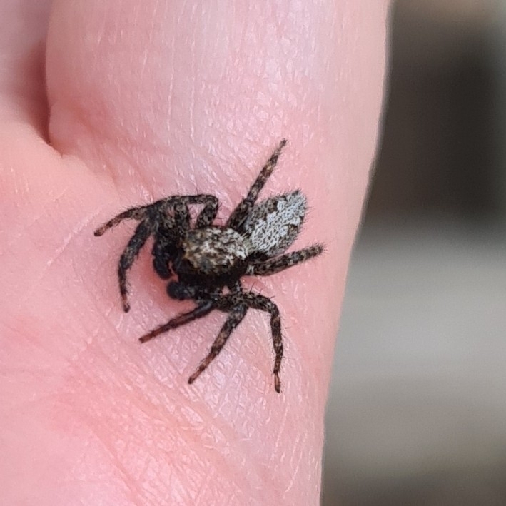 California Flattened Jumping Spider from Columbia, CA, USA on June 12