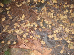 Anthocleista grandiflora