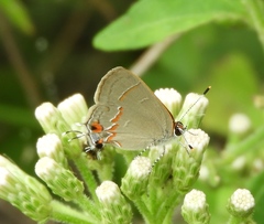 Electrostrymon hugon