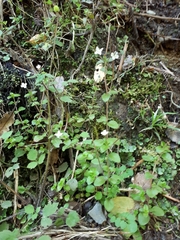 Epilobium rotundifolium