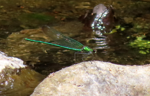 Appalachian Jewelwing photo 2