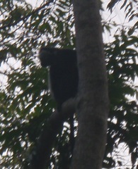 Colobus angolensis