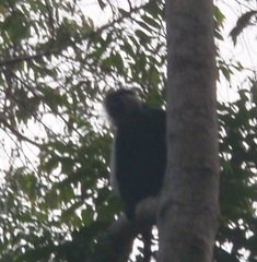 Colobus angolensis