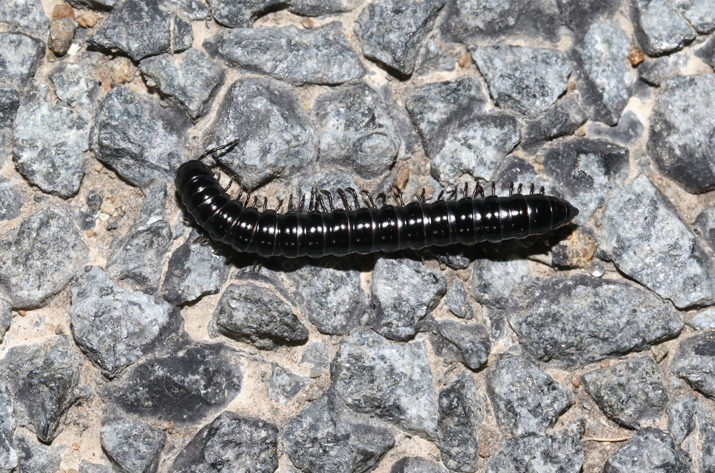 Notodesmus