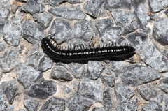 Notodesmus scotius