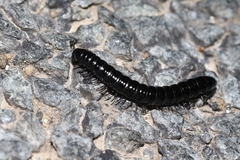 Notodesmus scotius
