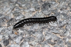 Notodesmus scotius