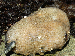 Athyonidium chilensis