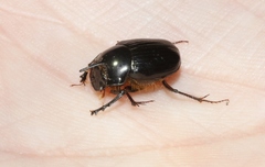Onthophagus pronus