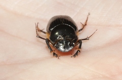 Onthophagus pronus