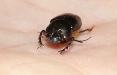 Onthophagus pronus