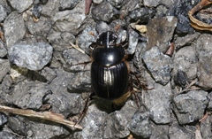 Onthophagus pronus