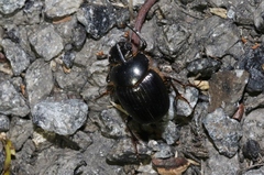 Onthophagus pronus