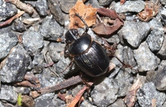 Onthophagus pronus