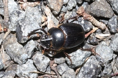 Onthophagus pronus