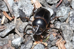 Onthophagus pronus