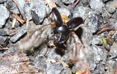 Onthophagus pronus