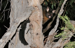 Trichosurus vulpecula fuliginosus