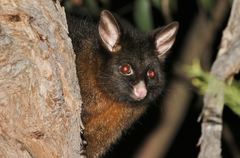 Trichosurus vulpecula fuliginosus