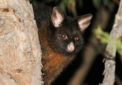Trichosurus vulpecula fuliginosus