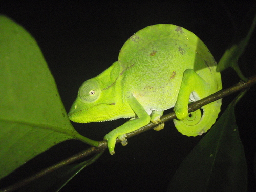 Usambara Three-Horned Chameleon