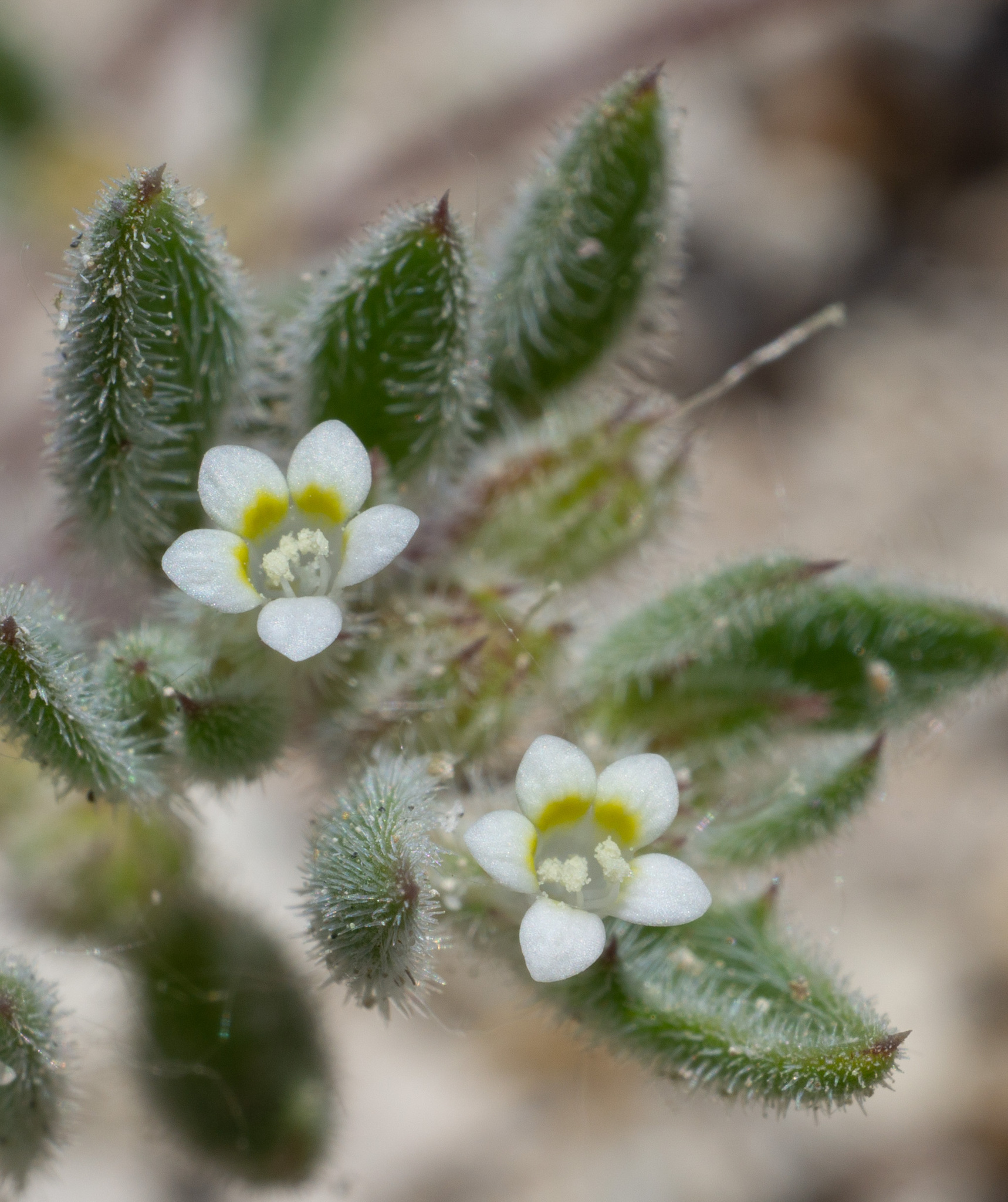 Loeseliastrum depressum