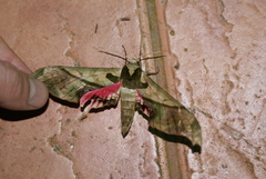 Adhemarius dariensis