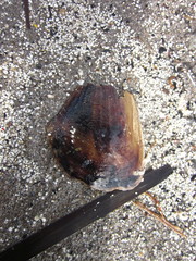 Pinnidae