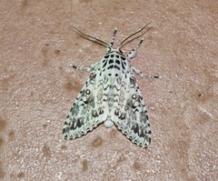Lichnoptera