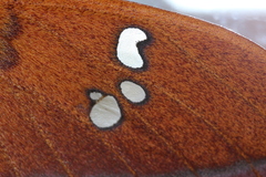 Cricula trifenestrata