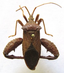 Acanthocephala bicoloripes