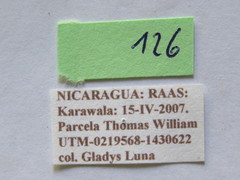 Acanthocephala bicoloripes