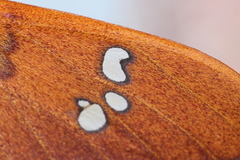 Cricula trifenestrata