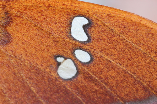 クリキュラ(Cricula Trifenestrata) 作品 美術品 アート Cricula Silkmoth (Cricula trifenestrata) · iNaturalist