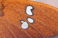 Cricula trifenestrata