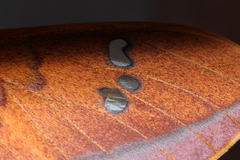 Cricula trifenestrata